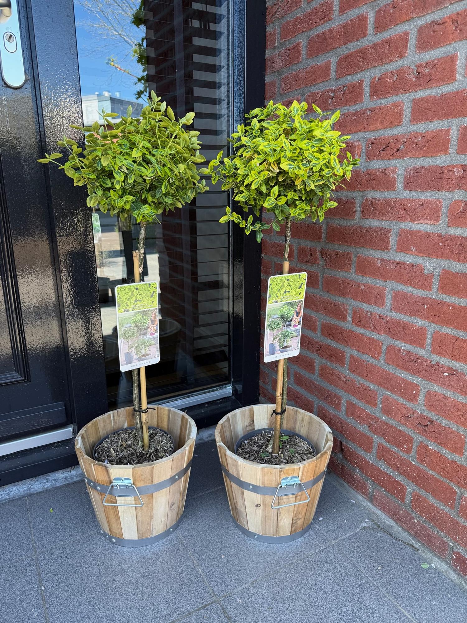 Euonymus fortunei 'Emerald 'n Gold' – Immergrüne Stamm – Pflanze – grün – goldenes Laub – pflegeleicht & kompakt – Terrassen – & Gartenpflanze – Plant