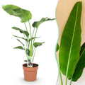 Strelitzia Nicolai – 110-120cm – 21cm – Pflegeleichte Paradiesvogelblume – Große tropische Zimmerpflanze – Plant