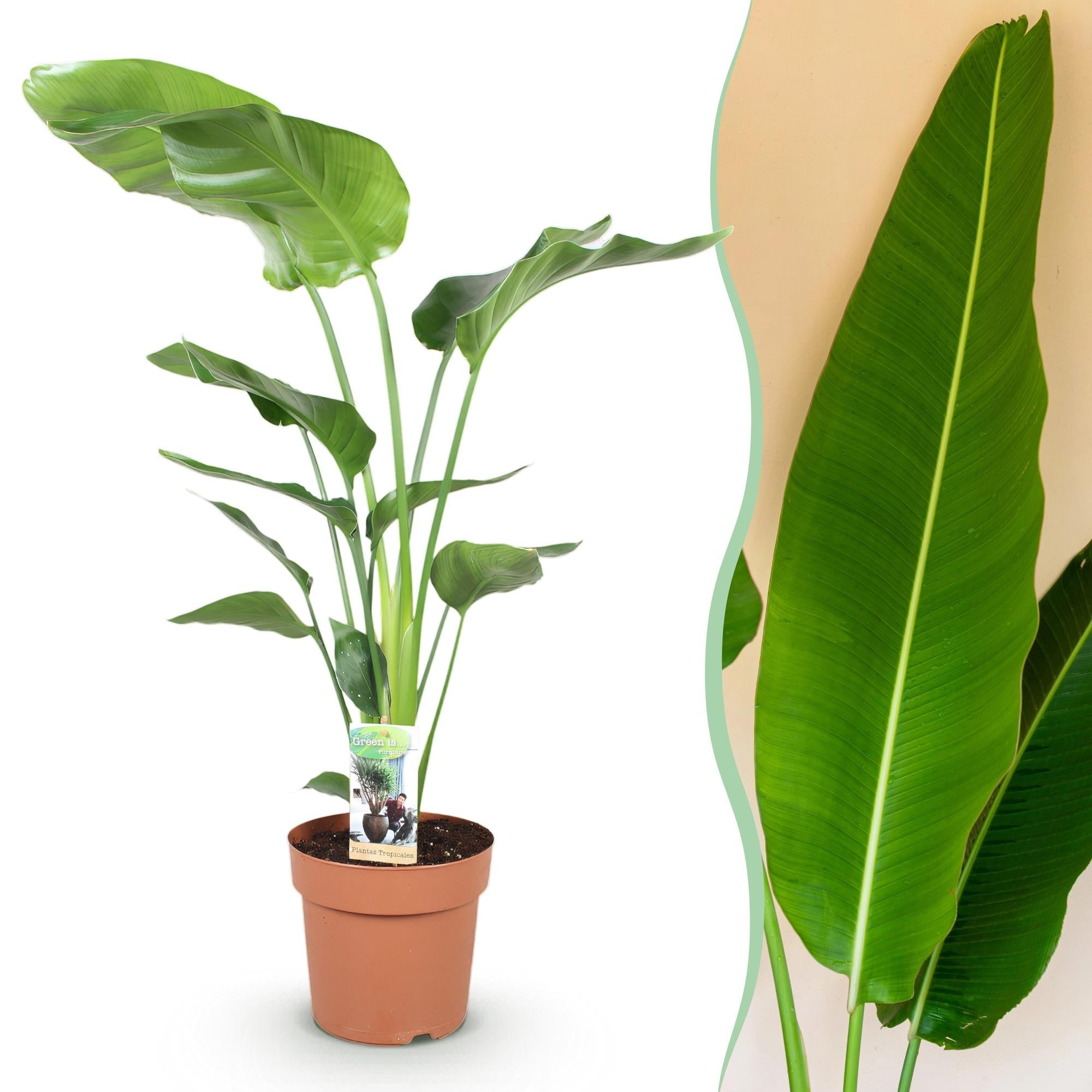 Strelitzia Nicolai – 110-120cm – 21cm – Pflegeleichte Paradiesvogelblume – Große tropische Zimmerpflanze – Plant