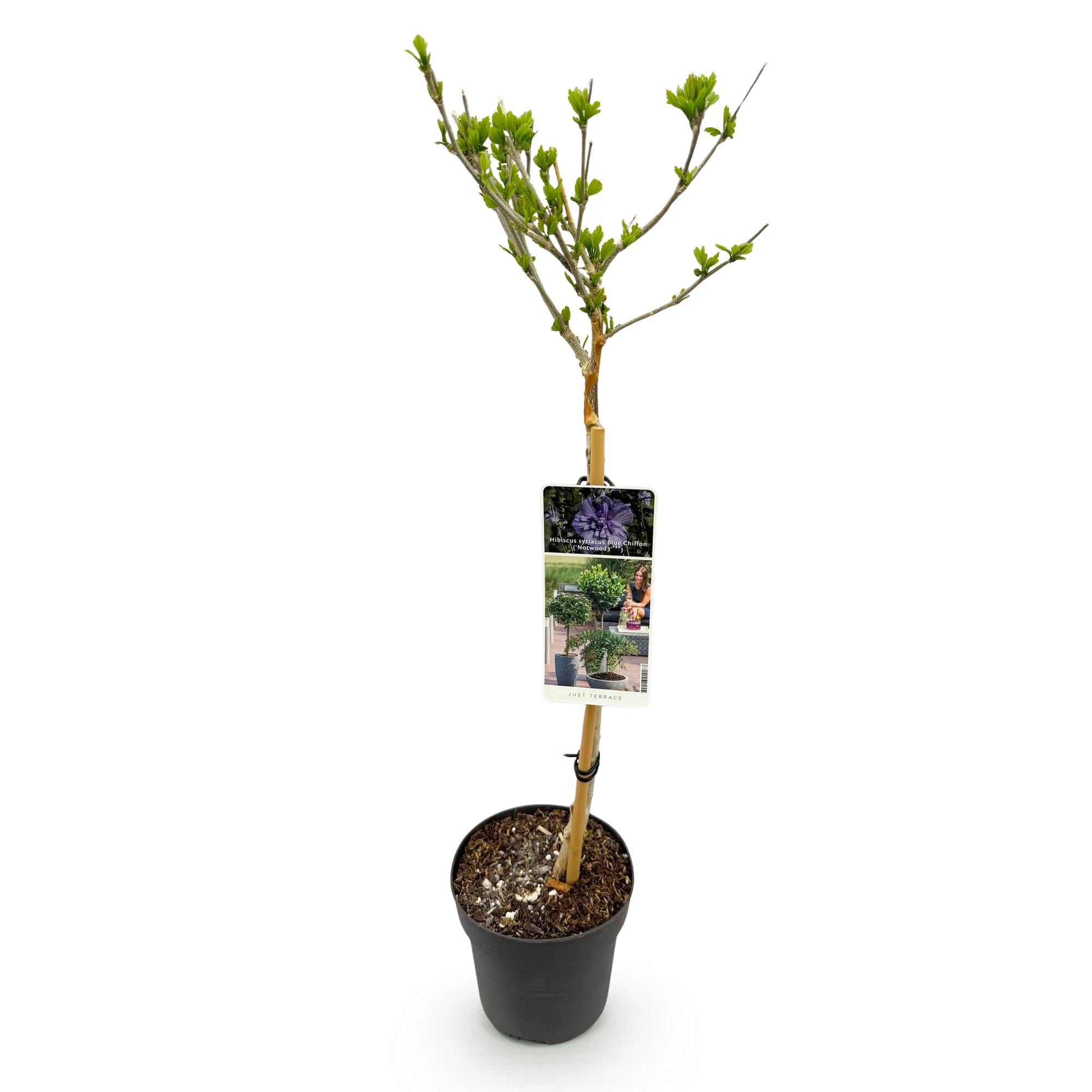 Hibiscus syriacus Blue Chiffon – Pflegeleichte Stamm – Pflanze mit großen blauen Blüten – Laubabwerfend – Ø19cm – Höhe ca. 90cm – Plant