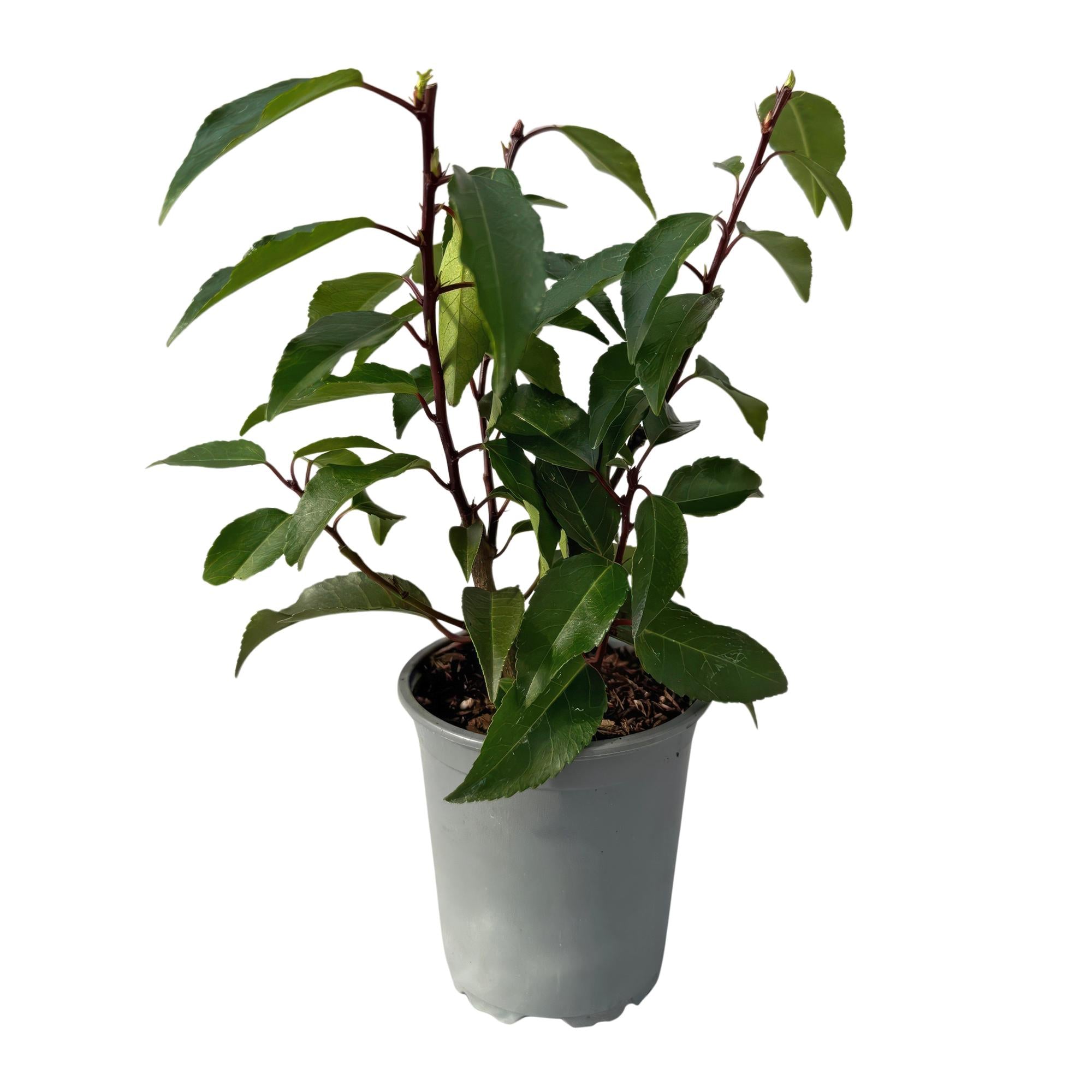 Prunus lusitanica Angustifolia – Chickasa – Pflaume – Immergrüne Heckenpflanze – Blatt Grün – 9cm x H30-35cm – pflegeleicht – 8 Pflanzen – Plant