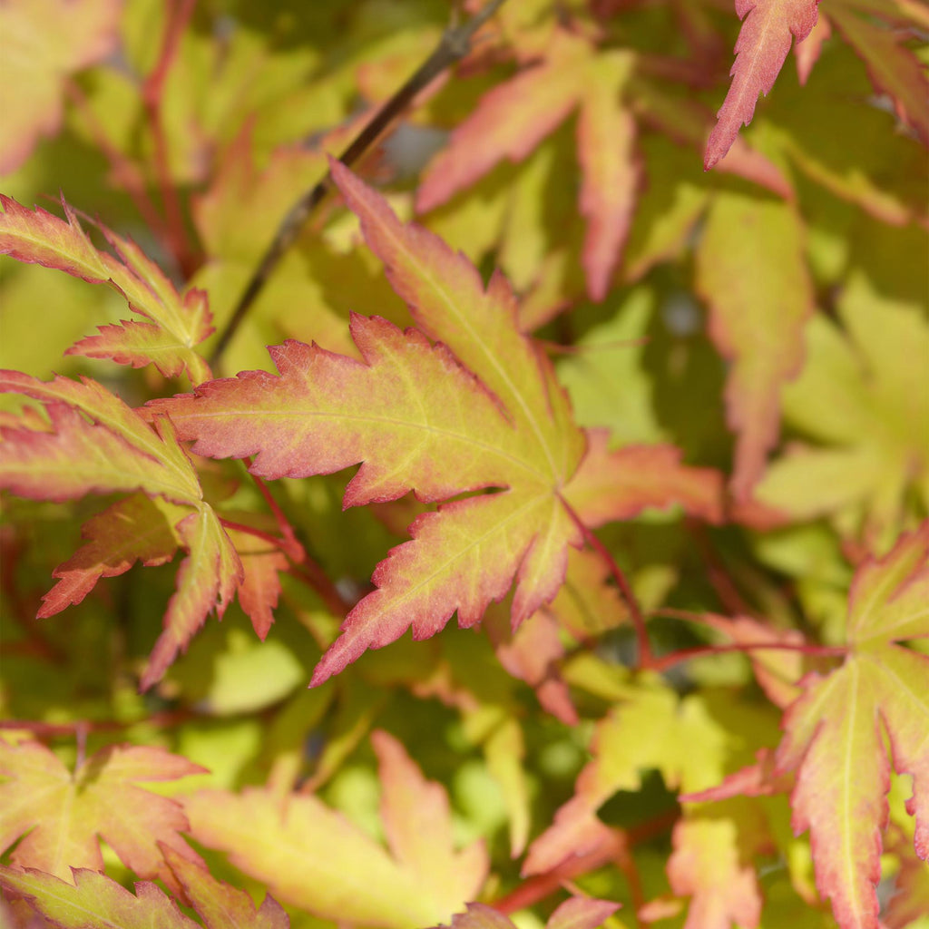 Acer palmatum Sangokaku – 3 Pflanzen – 12cm – Höhe ca. 35cm – Laubabwerfender Japanischer Ahorn mit grünem Sommerlaub & orangegelber Herbstfärbung