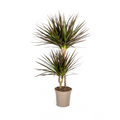 Drachenbaum Dracaena Marginata Magenta – Zimmerpflanze Ø19cm – 70-90cm hoch – Grünpflanze mit magentafarbenen Blatträndern – Plant