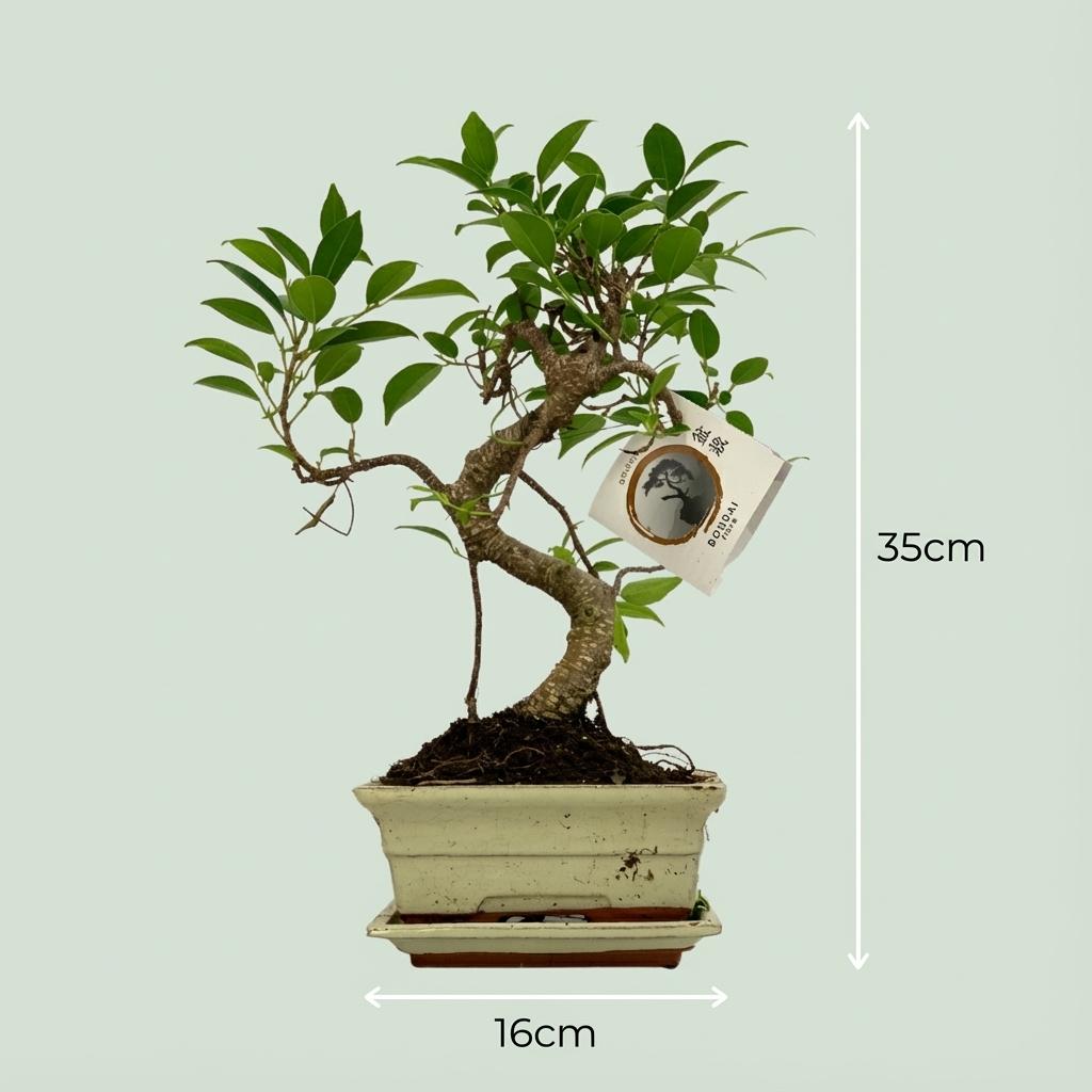 Bonsai Baum Ø15cm Höhe 30-35cm – Klassischer Miniaturbaum mit geschwungenem Stamm – In edler Keramikschale – Dekorative Zimmerpflanze – Plant