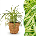 Chlorophytum comosum Variegatum Zimmerpflanze inkl. Naturkorb