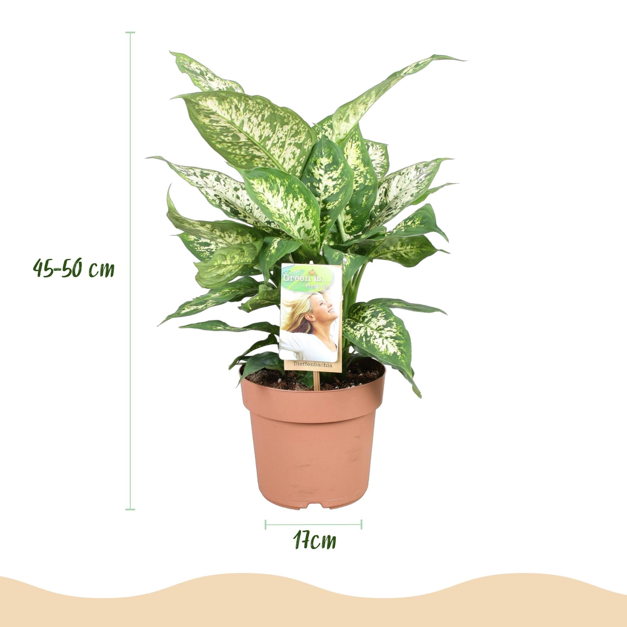 Dieffenbachia Compacta – Buntlaubige Zimmerpflanze – 17cm – Höhe 45-50cm – Pflegeleichte dekorative Blattpflanze für Wohn – und Arbeitsräume – Plant