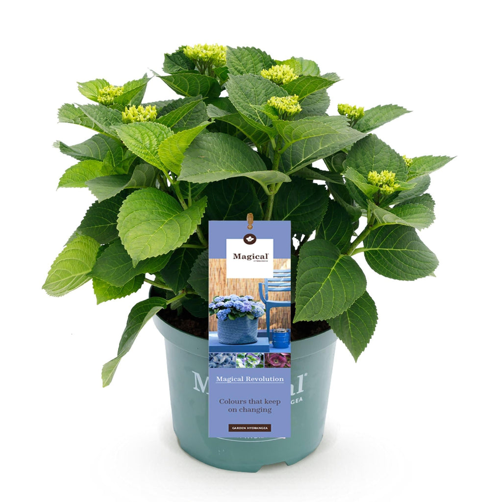 Hortensie Magical Revolution Blue – Blau – 2 Pflanzen – Hydrangea macrophylla – 23cm – Ca. 55cm hoch – 6-10 Blüten – Für Beet, Balkon & Terrasse – Plant