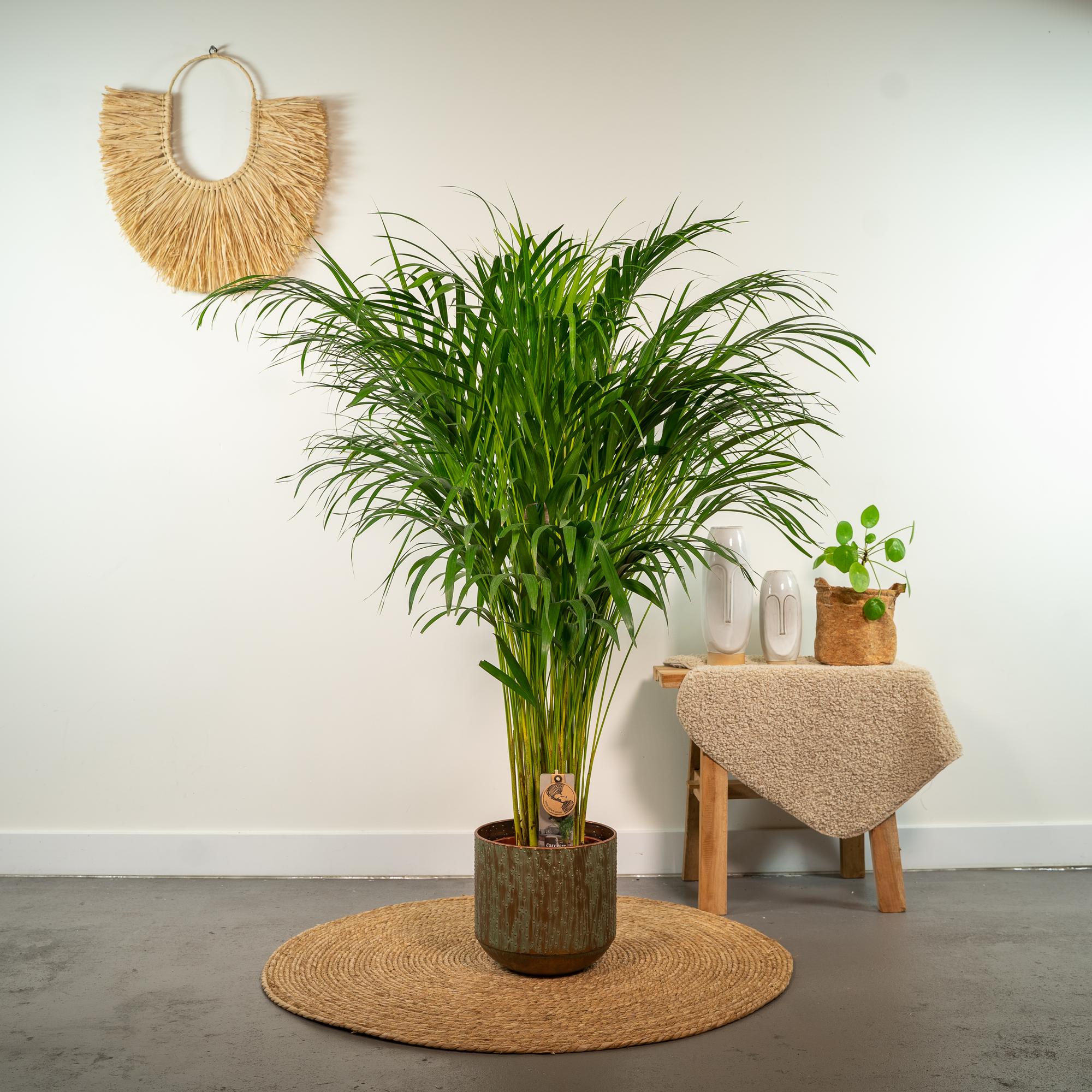 Goldfruchtpalme Areca – Zimmerpflanze Ø21cm – 110cm hoch – Luftreinigende tropische Palme für gesundes Raumklima – frisch aus der Baumschule – Plant