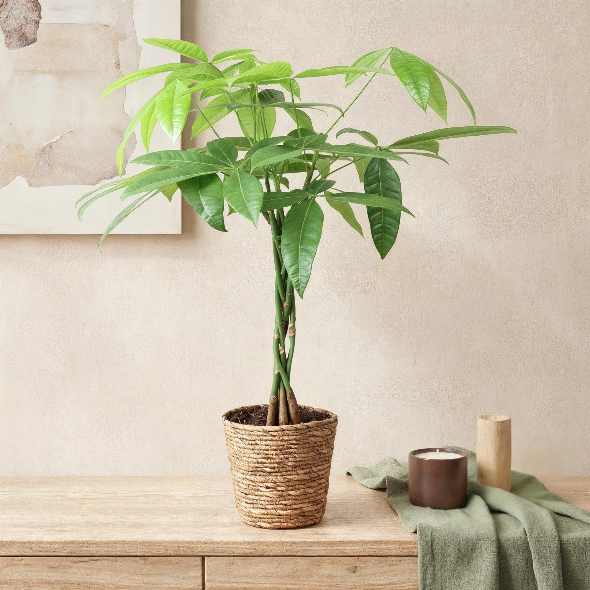 Pachira Aquatica Geflochtener Stamm – Glückskastanie – 2 Pflanzen im Korb – Höhe ca.60-70cm – Pflegeleichte Zimmerpflanze – Grün