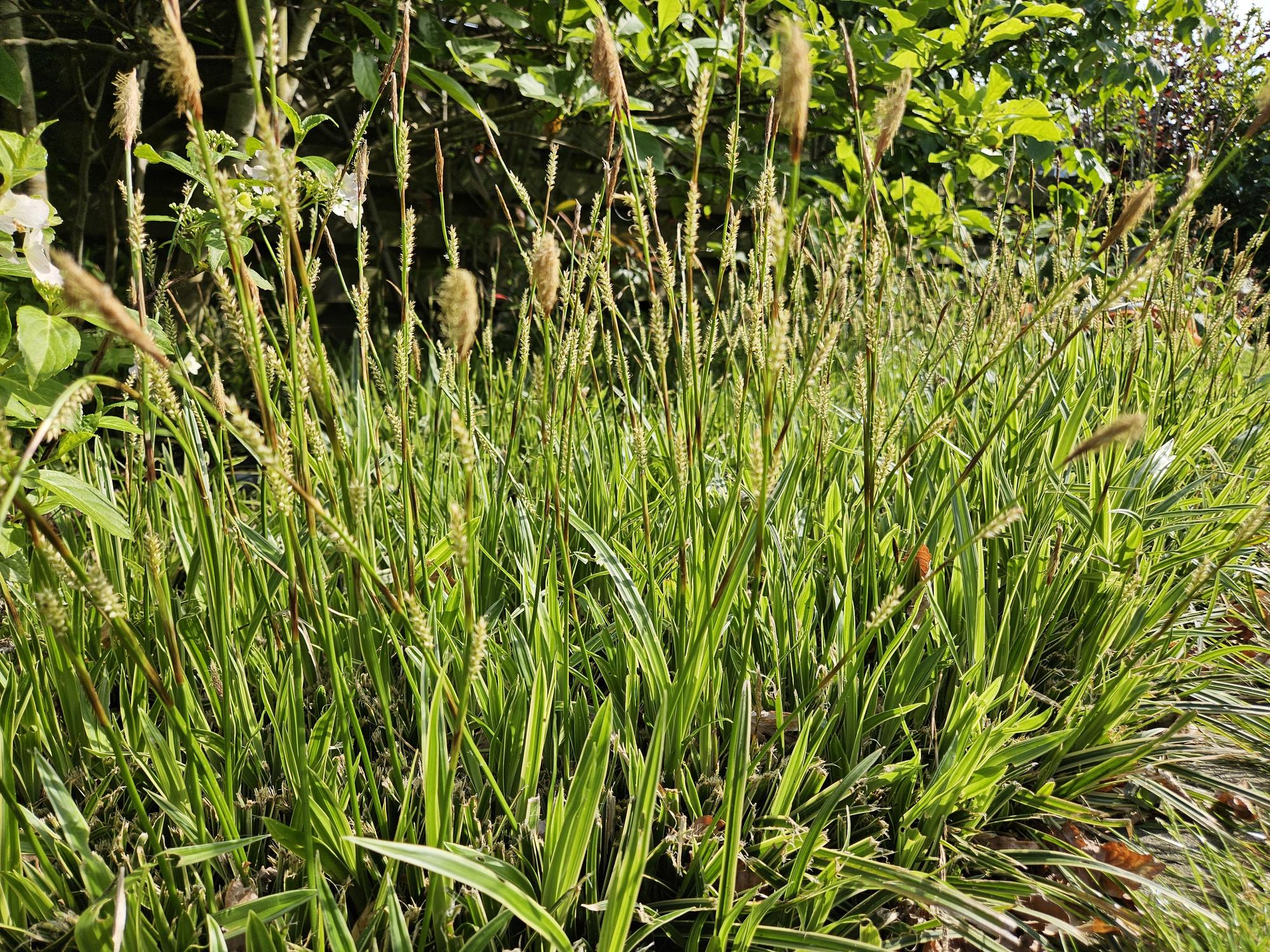 Goldrand Segge Carex morrowii 'Aureovariegata' – ↕10-25cm – Ø9cm – Immergrünes Ziergras & Bodendecker – Winterhart & pflegeleicht – Plant