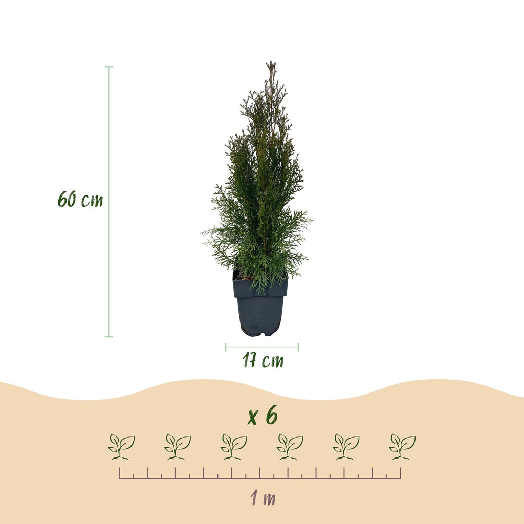 Lebensbaum Thuja occidentalis Smaragd – Immergrüne Heckenpflanze – 6 Pflanzen – 17cm x H60cm – Dichte, grüne Hecke – Plant
