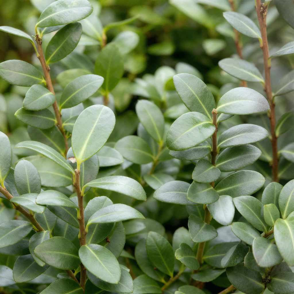 Ilex crenata Caroline Upright – 8 Pflanzen für 1 lfm Hecke – Immergrüner Strauch – 9cm Topf – Höhe 25-30cm