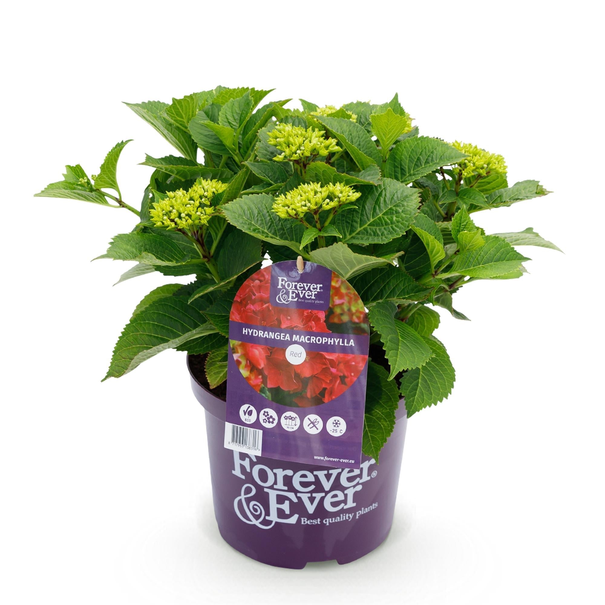 Hortensie Forever & Ever – Hydrangea macrophylla – Rot – Balkonpflanze – 7-12 Blüten – 23cm 55cm hoch – Für Terrasse, Balkon & Beet – Pflegeleicht – Plant