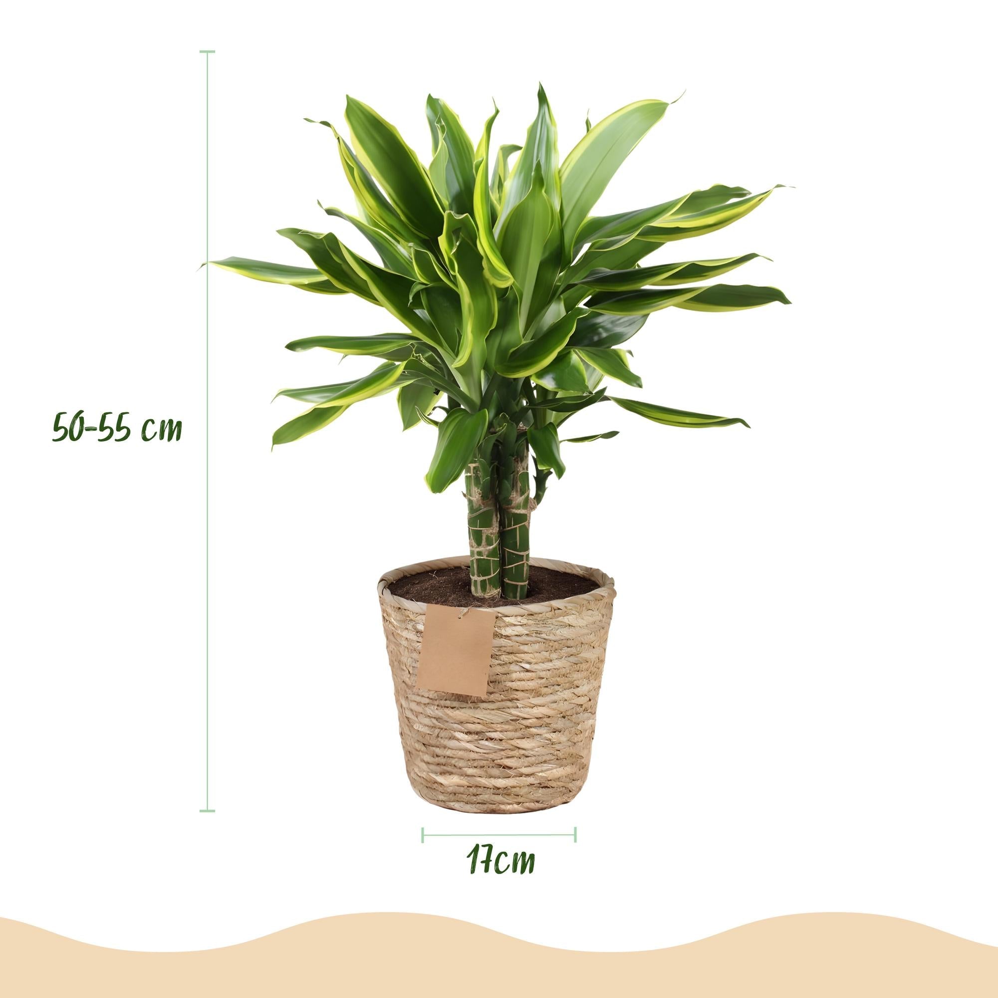 Dracaena fragrans Golden Coast – Zwei pflegeleichte Drachenbäume im dekorativen Korb – 17cm – Höhe 50-55cm – Bunte Zimmerpflanzen für Innenräume