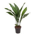 Aspidistra Elatior – Zimmerpflanze Die Bar – Ø17cm – Höhe ca. 70cm – Pflegeleichte Grünpflanze mit glänzenden, dunkelgrünen Blättern – Plant
