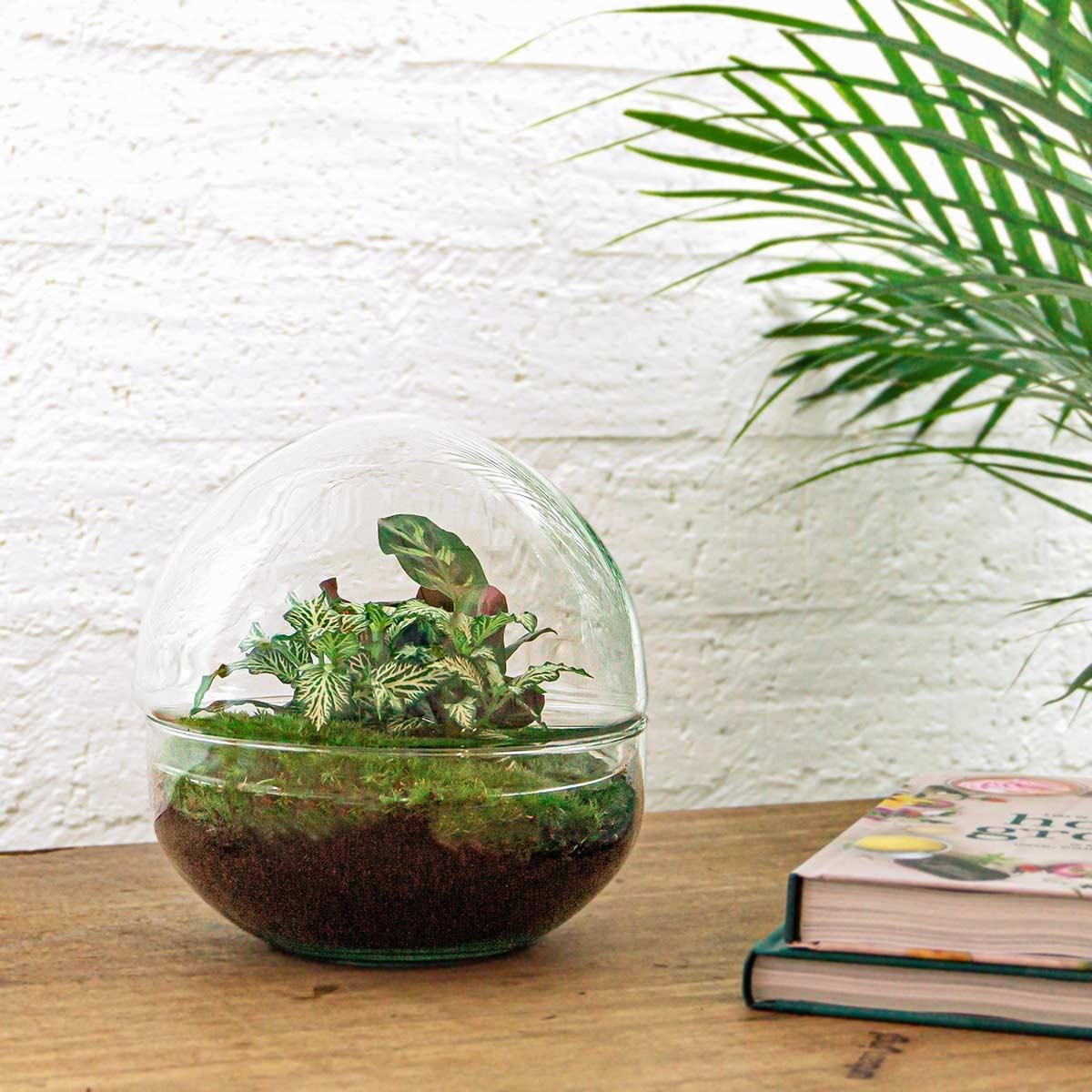 DIY Flaschengarten Set – Dome Glas – Ø20cm x H20cm – Mini – Biotop mit Pflanzen & Moos – Selbstversorgendes Pflanzterrarium – Plant