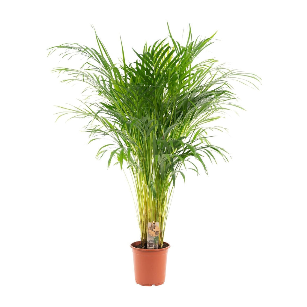Goldfruchtpalme Areca – Zimmerpflanze Ø21cm – 110cm hoch – Luftreinigende tropische Palme für gesundes Raumklima – frisch aus der Baumschule – Plant