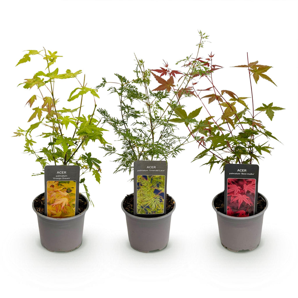 Ahorn Acer palmatum Tricolour – 3 Pflanzen – 12cm – Höhe ca. 35cm – Pflegeleichter japanischer Ahorn in Orange, Rot & Grün für Beet, Balkon & Terrasse