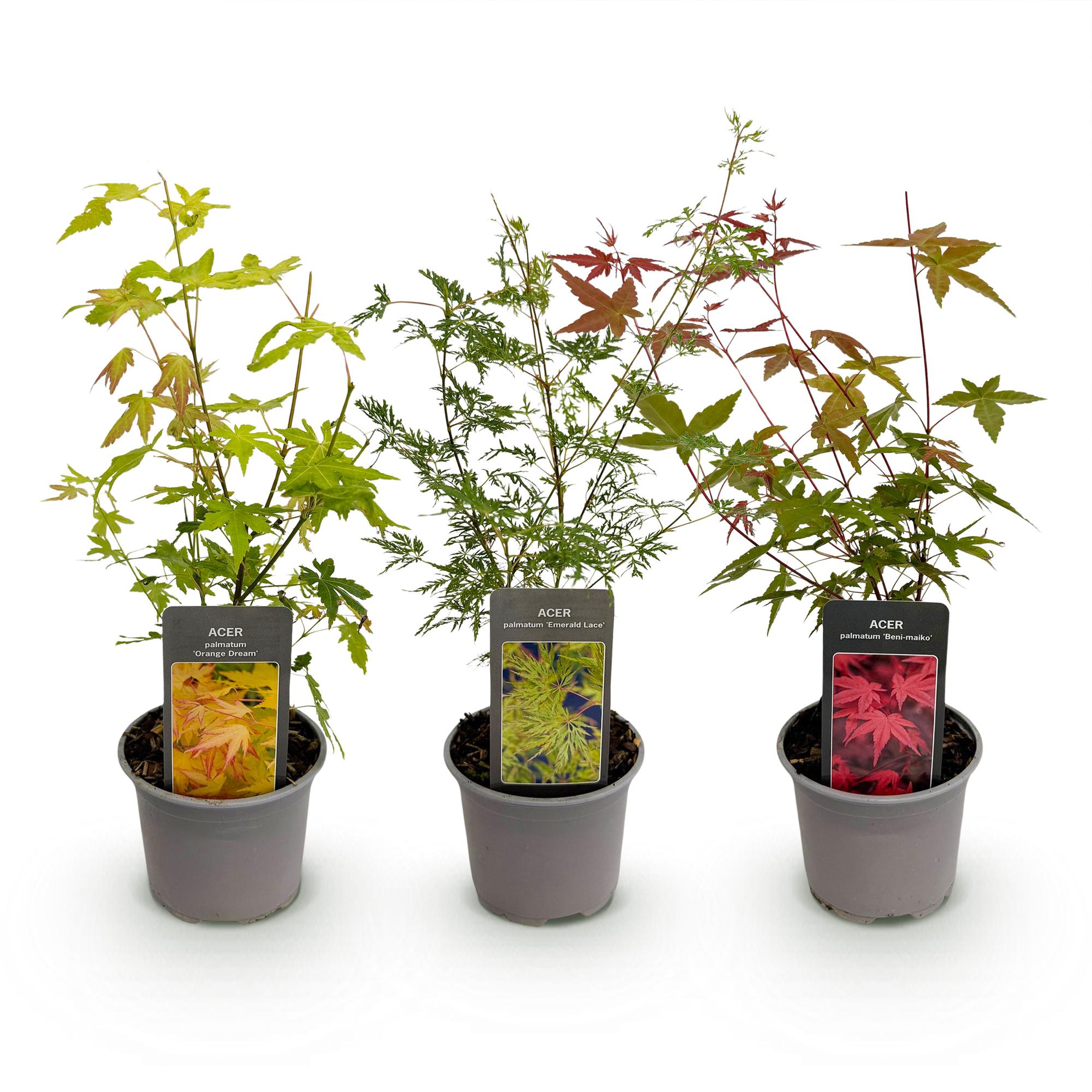 Ahorn Acer palmatum Tricolour – 3 Pflanzen – 12cm – Höhe ca. 35cm – Pflegeleichter japanischer Ahorn in Orange, Rot & Grün für Beet, Balkon & Terrasse