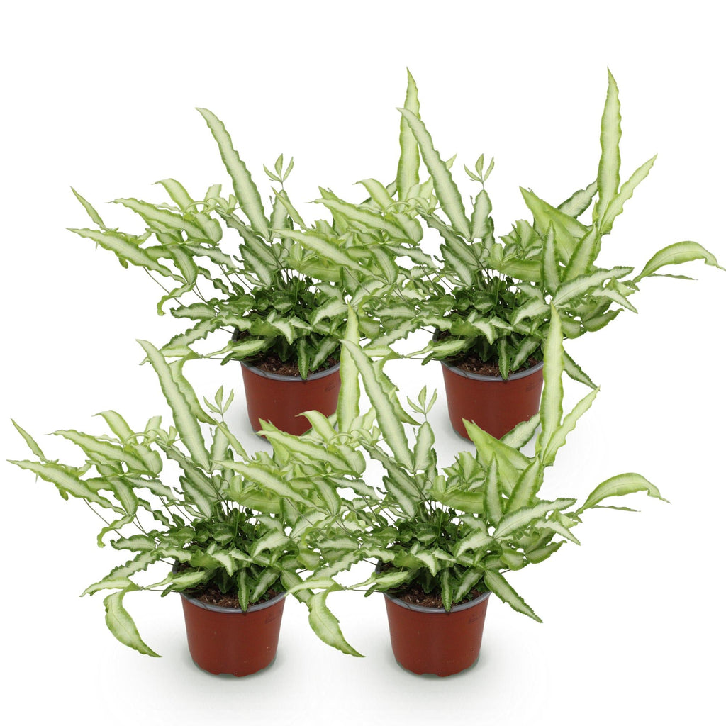 Pteris cretica Albolineata – 4 Pflanzen Set – Ø12cm Höhe 28-30cm – Flügelfarn mit weißer Blattzeichnung – Haustierfreundliche Zimmerpflanze