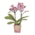 Rosa – Violette Phalaenopsis Orchidee Bora – Ø9cm – Exotische Blüten – Blühende Zimmerpflanze mit 2-3 Trieben – Dekorative Orchidee & Geschenkidee – Plant