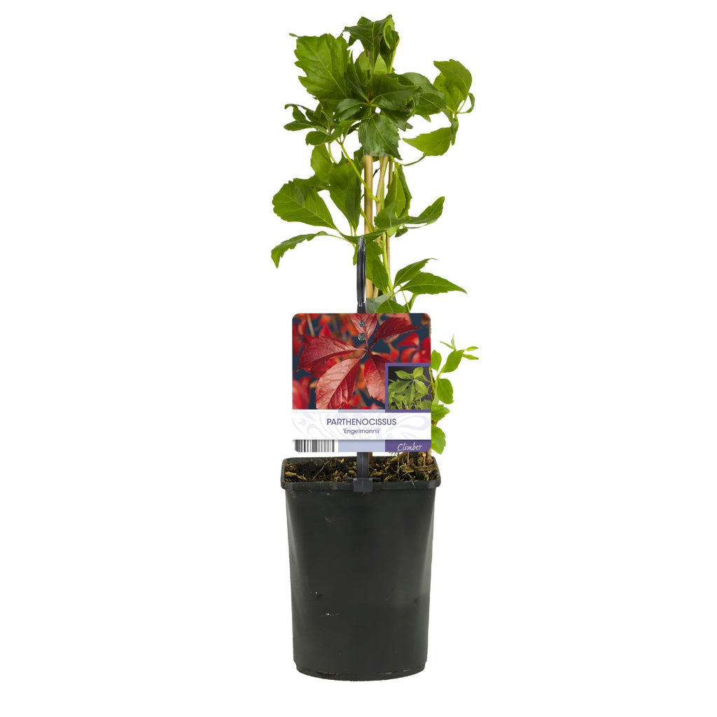 Selbstklimmender Mauerwein Parthenocissus Engelmannii – Kletterpflanze mit grünen & roten Blättern – 2 Pflanzen – 11cm x H40cm – Pflegeleicht – Plant
