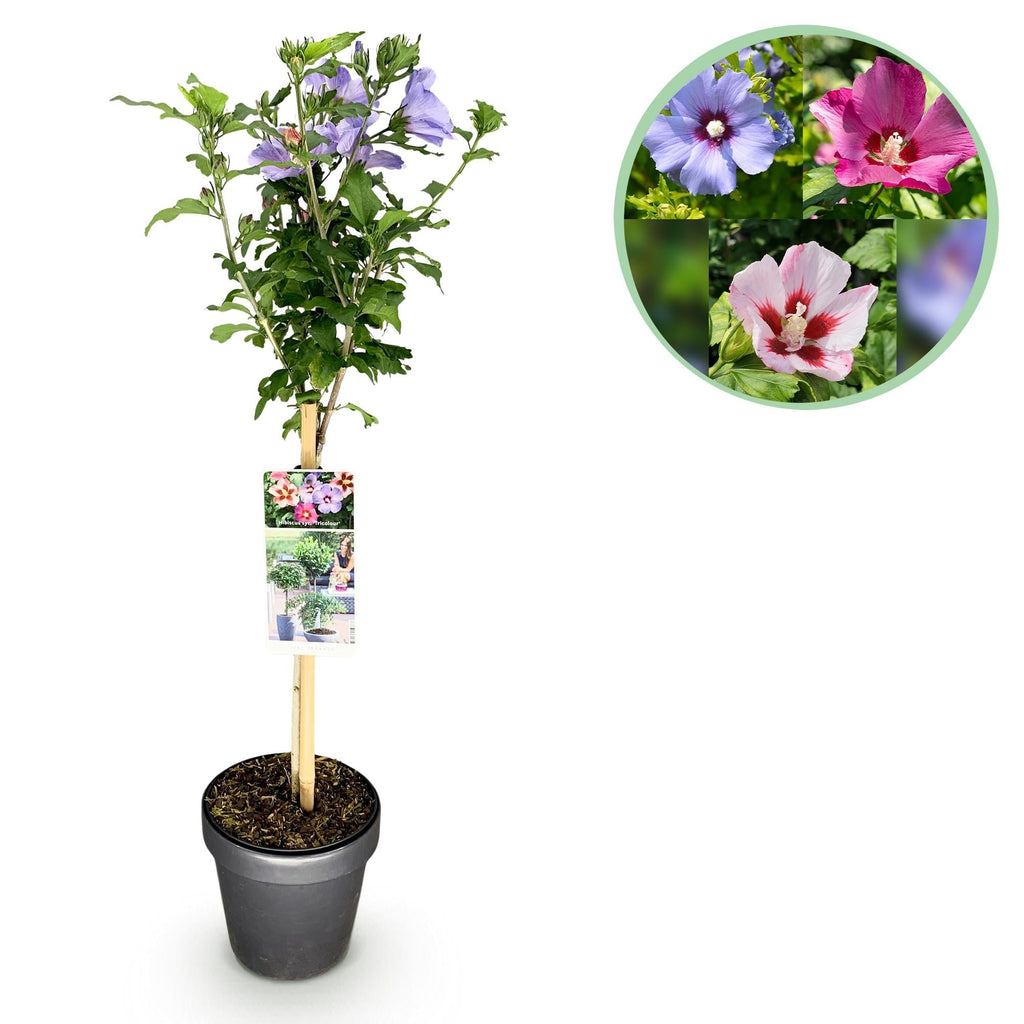 Hibiscus syriacus Tricolour – Blühende Stamm – Pflanze mit dreifarbigen Blüten – Laubabwerfend & pflegeleicht – Ø19cm – Höhe ca. 90cm – Plant