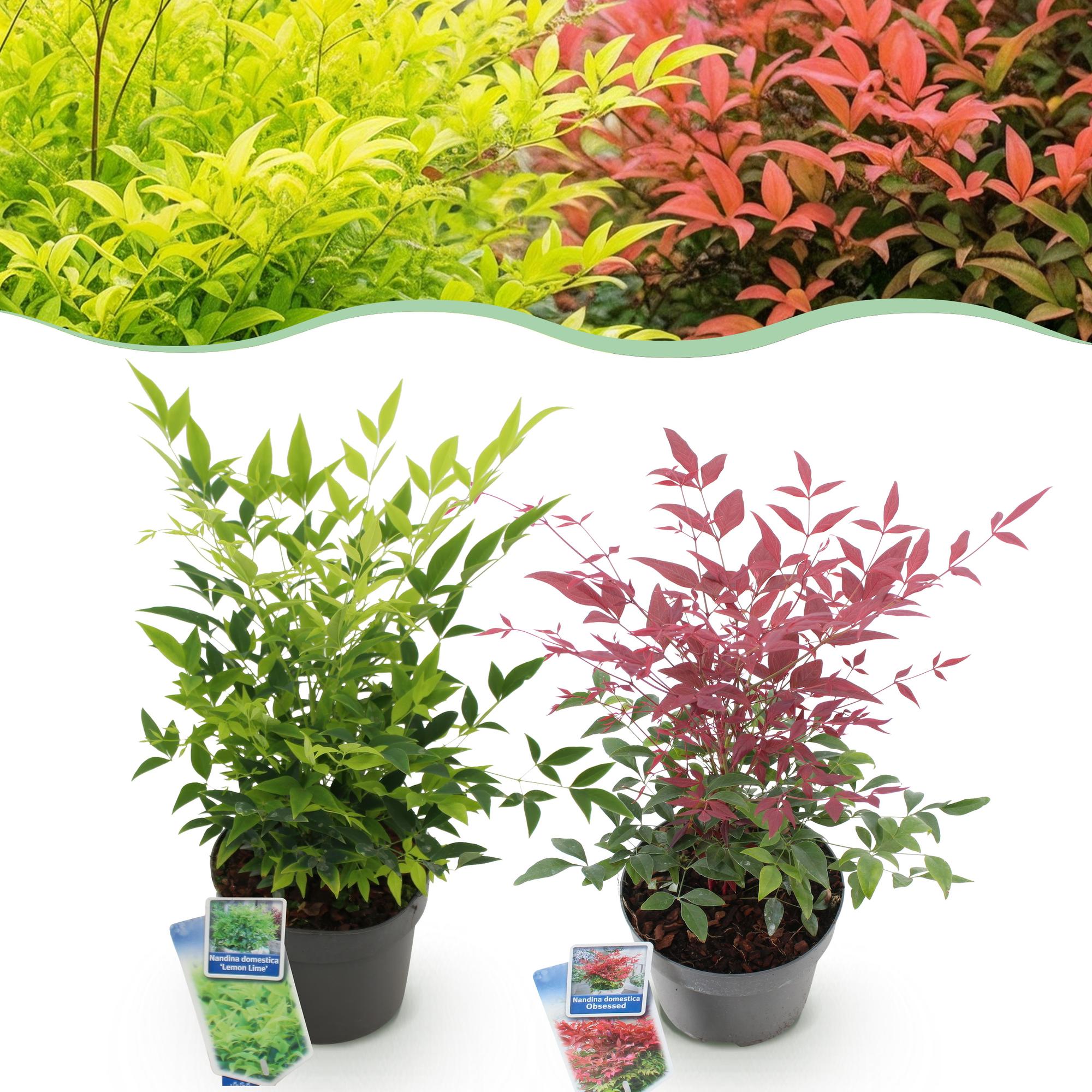 Himmelsbambus Nandina Duo – Gelb & Rot – 2 Pflanzen – Immergrün – Pflegeleicht – 17cm Höhe 45cm
