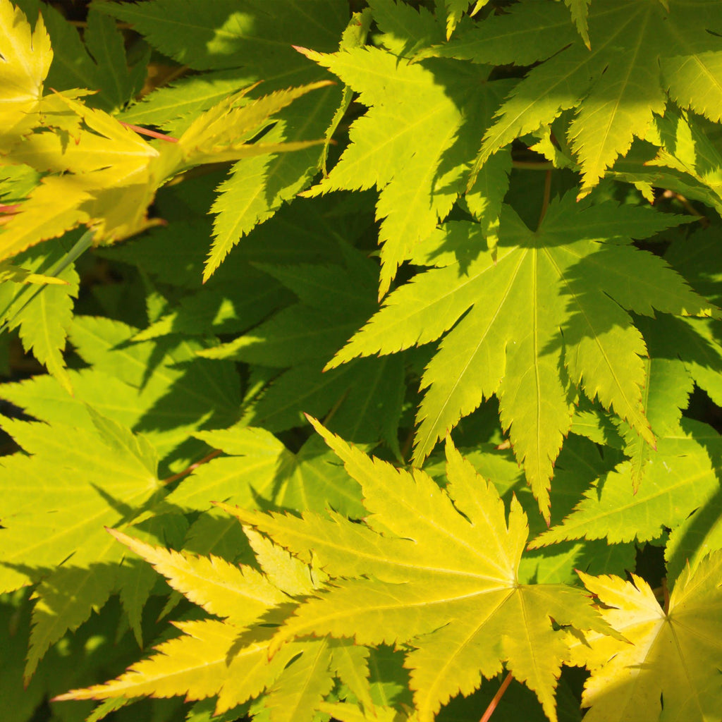 Japanischer Ahorn Acer palmatum 'Jordan' – Gelb – Grün – Balkon – & Gartenpflanze – Ø19cm – Ca. 70cm hoch – Plant