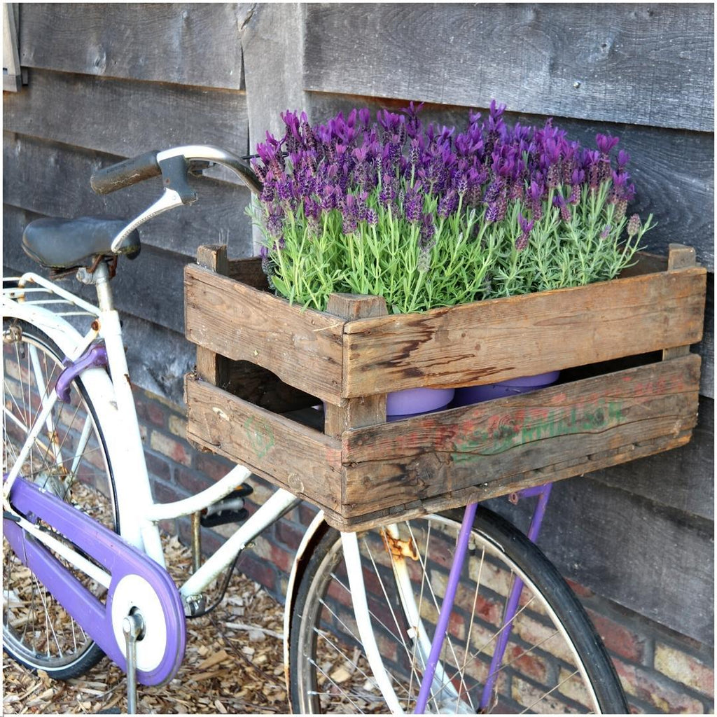 Französischer Lavendel Lavandula stoechas Anouk – Duftender Schopflavendel – 13cm Dekotopf 'Old Look' – 3 Pflanzen – Winterhart & Pflegeleicht – Plant