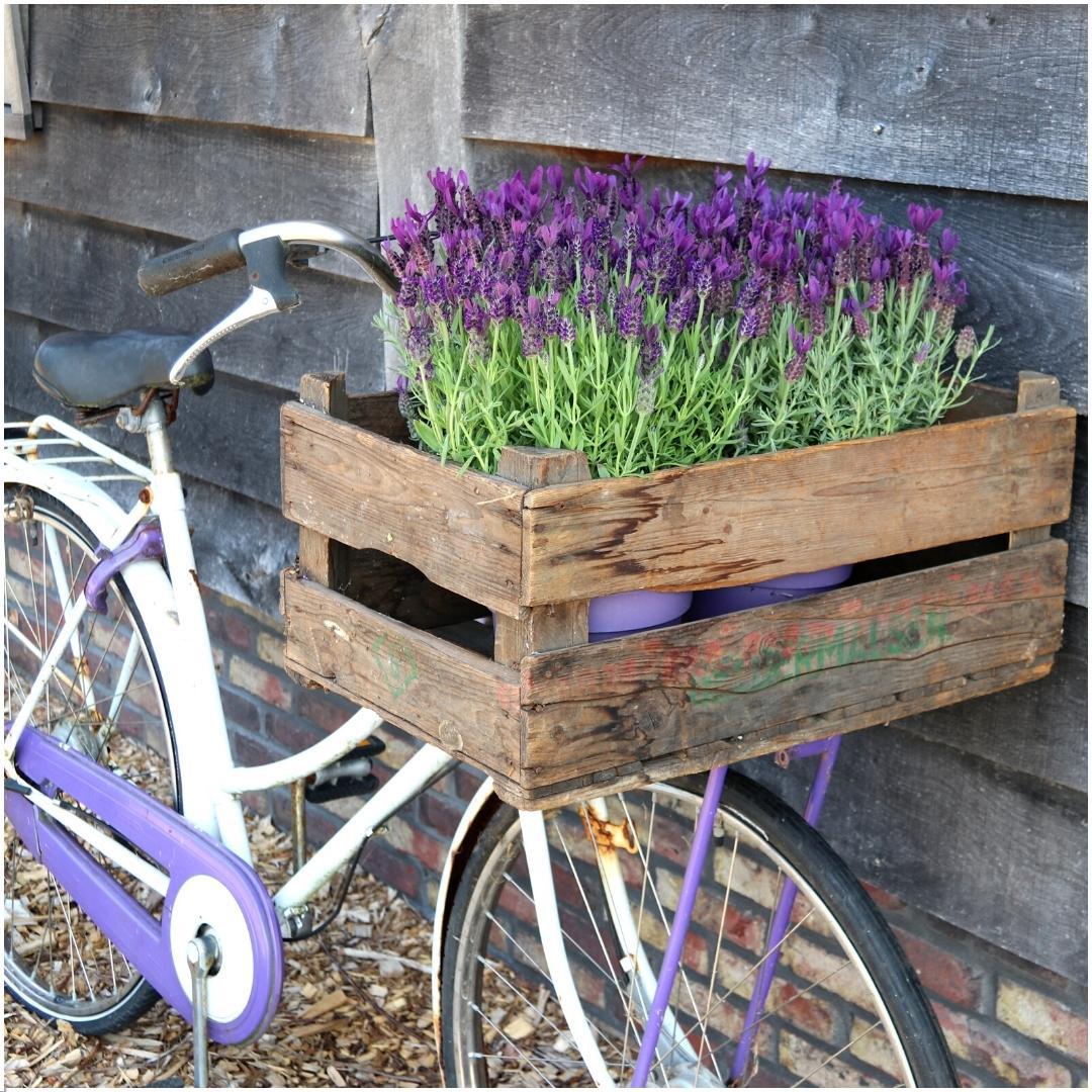 Französischer Lavendel Lavandula stoechas Anouk – Duftender Schopflavendel – 13cm Dekotopf 'Old Look' – 3 Pflanzen – Winterhart & Pflegeleicht – Plant