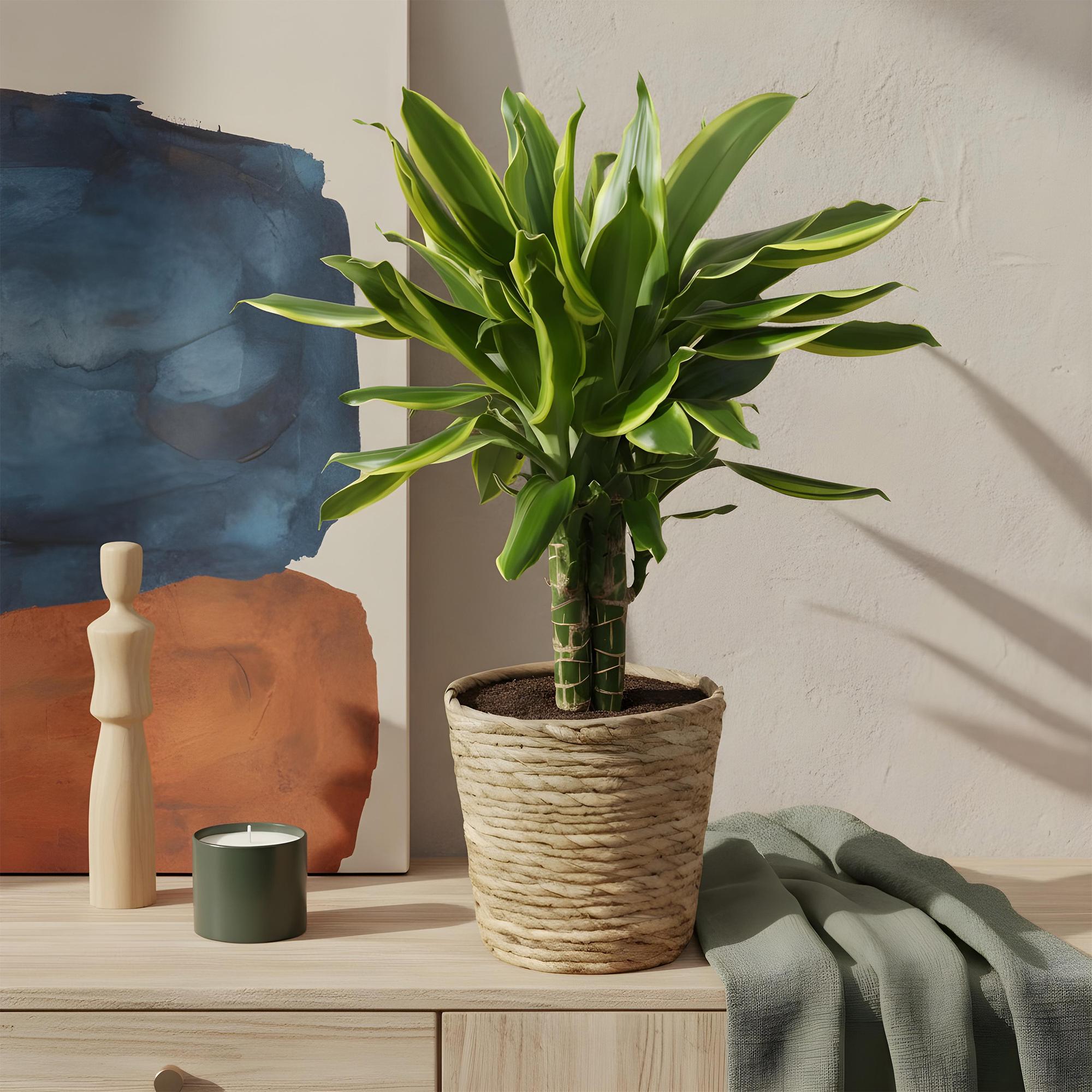 Dracaena fragrans Golden Coast – 50-55cm – 17cm inkl. Naturkorb – Pflegeleichter Drachenbaum mit goldgrünem Blattwerk – Plant