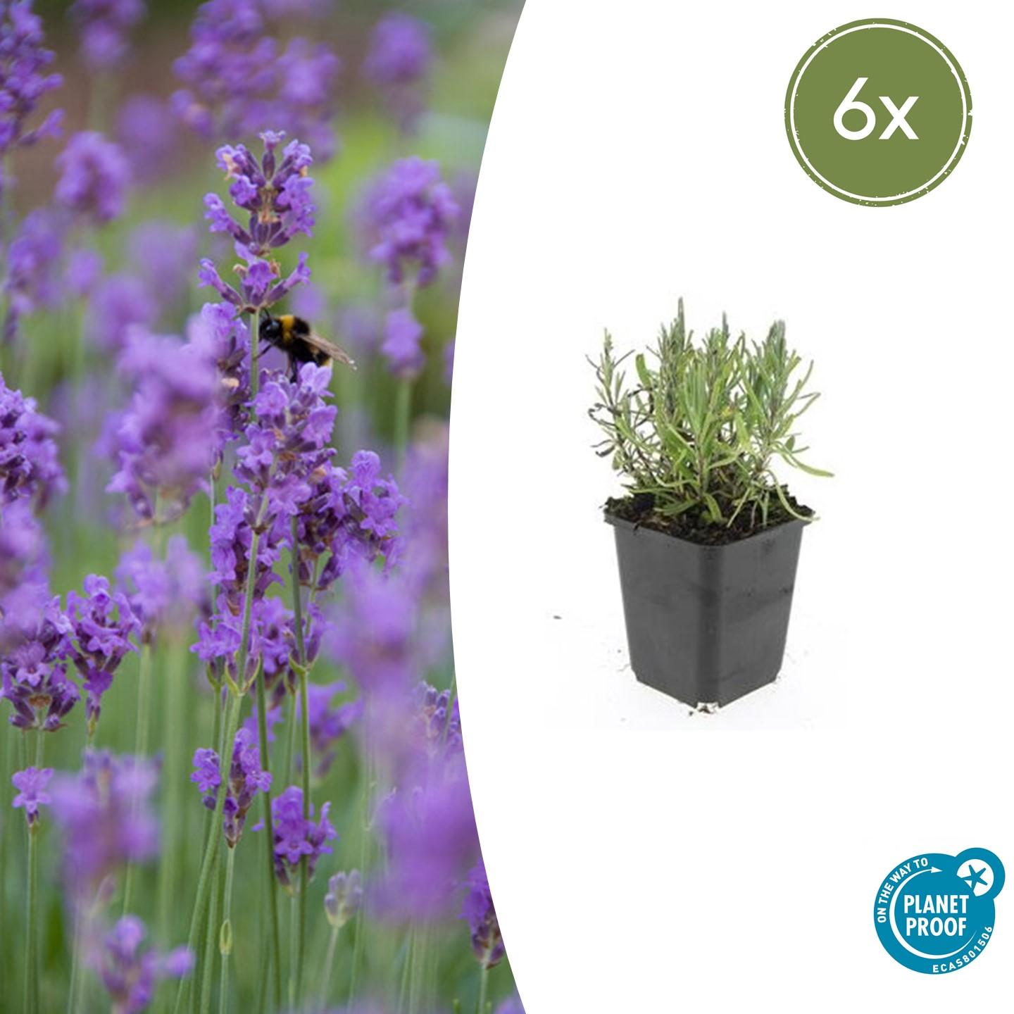 Lavendel Lavandula angustifolia 'Munstead' – ↕10-25cm – Ø9cm – Kompakter Duft – Plant
