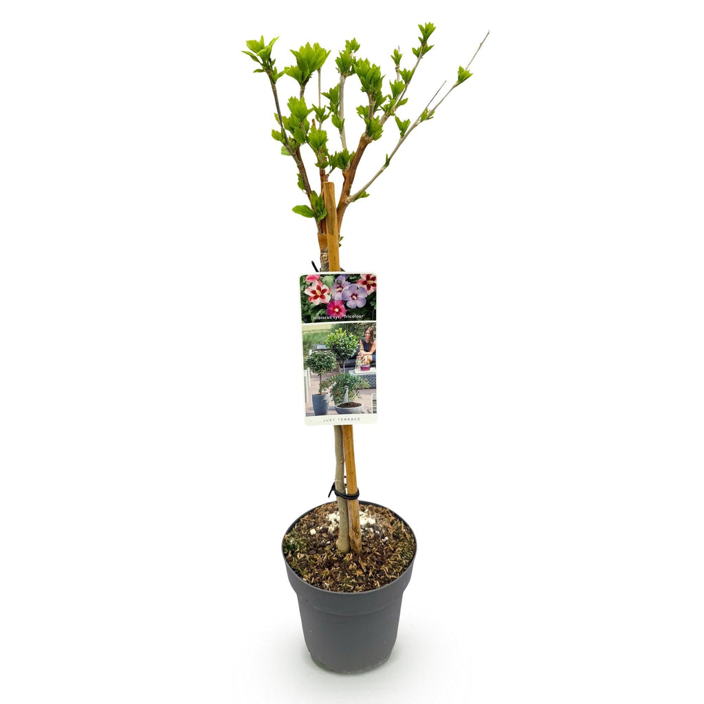 Hibiscus syriacus Tricolour – Blühende Stamm – Pflanze mit dreifarbigen Blüten – Laubabwerfend & pflegeleicht – Ø19cm – Höhe ca. 90cm – Plant