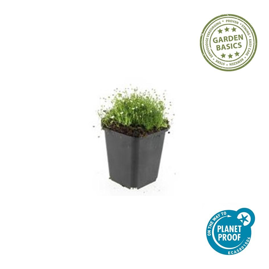 Sagina subulata Irisches Moos – Bodendecker Set Ø9cm – Immergrün & trittfest – Pfriemen Mastkraut für Fugen, Steingarten & Rasenersatz – Plant