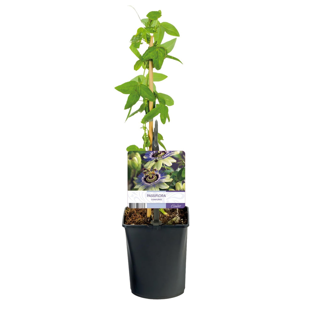 Passionsblume Passiflora caerulea – 2 Pflanzen 11cm – ca. 40cm hoch – Kletterpflanze mit blau – weißen Blüten – Pflegeleicht & winterhart – Plant