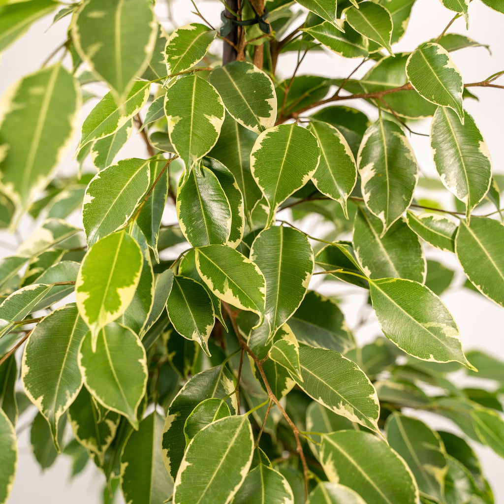 Ficus benjamina Goldenking – Ø21cm – ↕95cm inkl. Korb Selin – Luftreinigende Zimmerpflanze mit zweifarbigem Blattwerk – Pflegeleichter Benjamini im Naturkorb – Für Wohnzimmer Büro Flur – Frisch aus der Gärtnerei – Plant