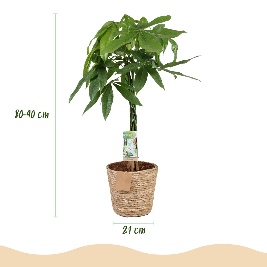 Pachira Aquatica mit geflochtenem Stamm – 80-90cm – 21cm – Inklusive Korb – Pflegeleichter Geldbaum – Luftreinigende Grünpflanze – Plant