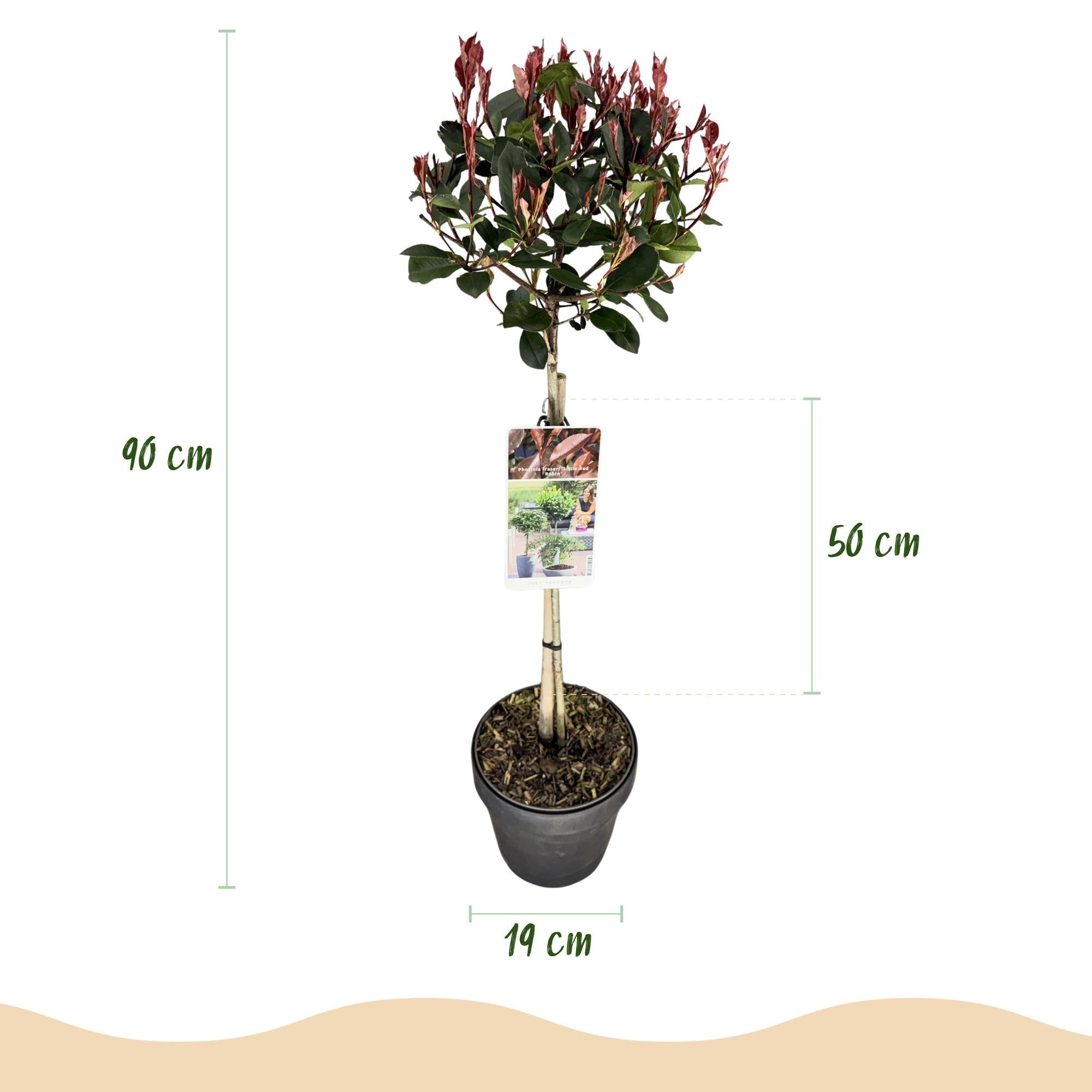 Glanzmispel Photinia fraseri Little Red Robin – 19cm Höhe ca.90cm – Immergrün & winterhart – Grün-rotes Laub – Ziergehölz – Plant
