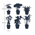 Pflanzenset Grün – 6 Zimmerpflanzen Ø6cm – Mix aus Asparagus, Coffea Arabica, Farn, Ficus Ginseng, Efeu & Bergpalme – Plant