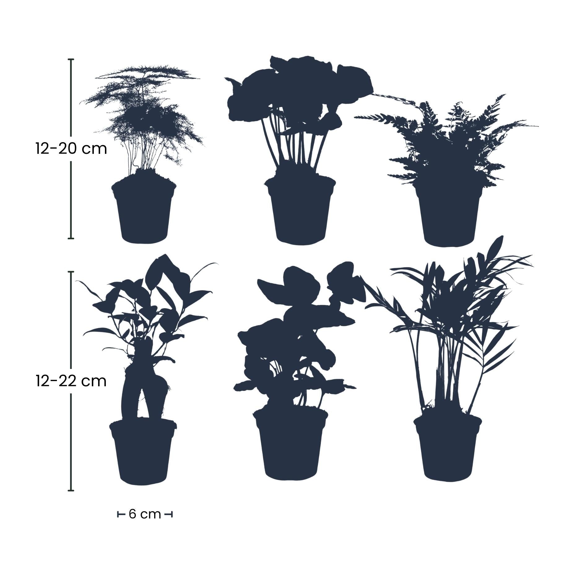 Pflanzenset Grün – 6 Zimmerpflanzen Ø6cm – Mix aus Asparagus, Coffea Arabica, Farn, Ficus Ginseng, Efeu & Bergpalme – Plant