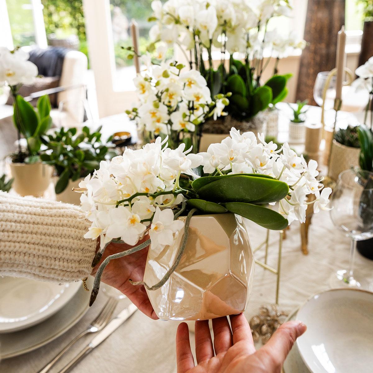 Pflanzen Set mit Zierpflanzgefäßen für Tischdekoration – Elegante Mini Zimmerpflanzen im Topf Ø9cm & Ø6cm – Perfekt für festliche Dinner – Dekoration – Plant