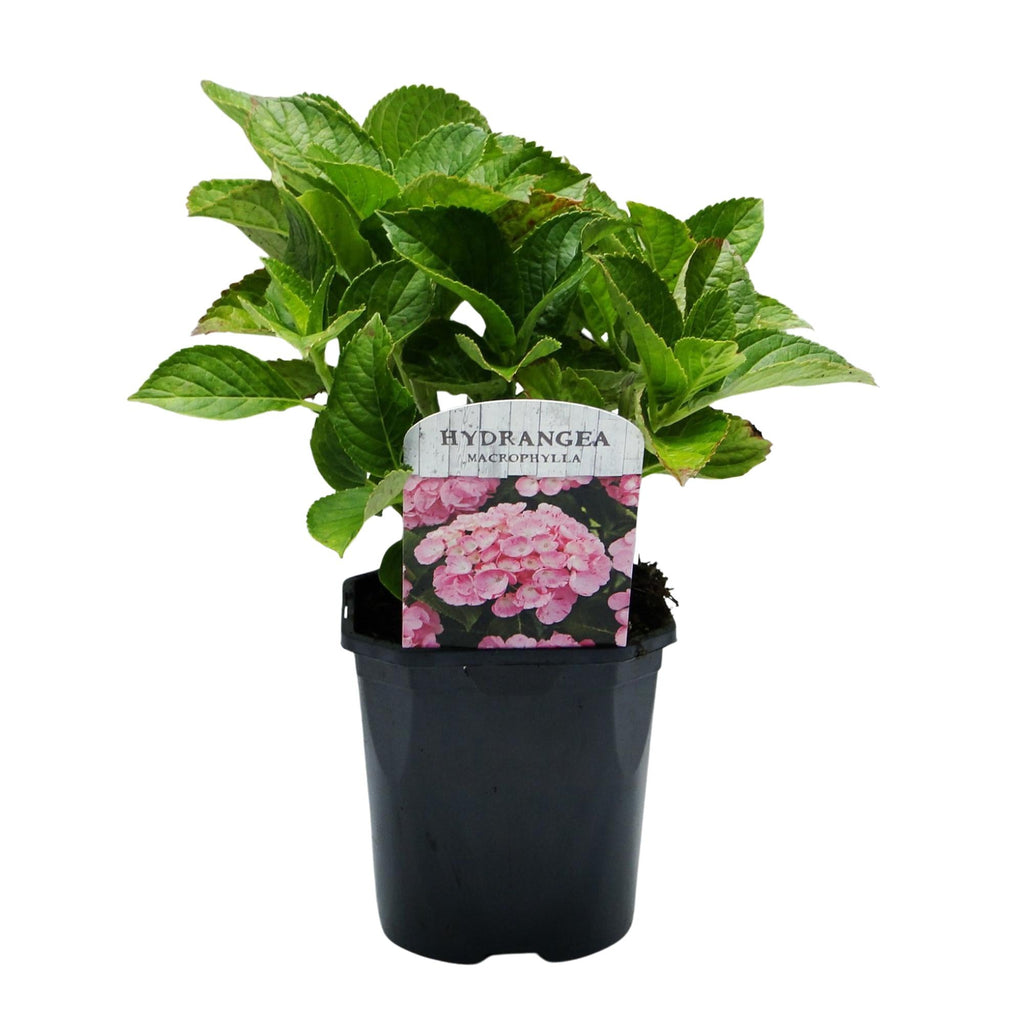 Hortensie – Hydrangea macrophylla Rosa – Blüte Rosa – Ø17cm – ↕30cm – Blühpflanze für Garten & Topf – Pflegeleicht & Laubabwerfend – Plant