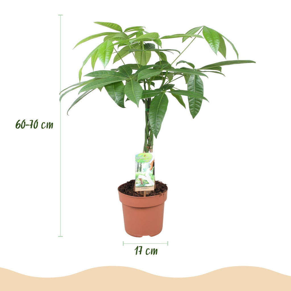 Pachira Aquatica Geflochtener Stamm – 60-70cm – 17cm – Pflegeleichter Geldbaum – Grüne Zimmerpflanze für Wohnzimmer & Büro – Luftreinigend & dekorativ – Plant