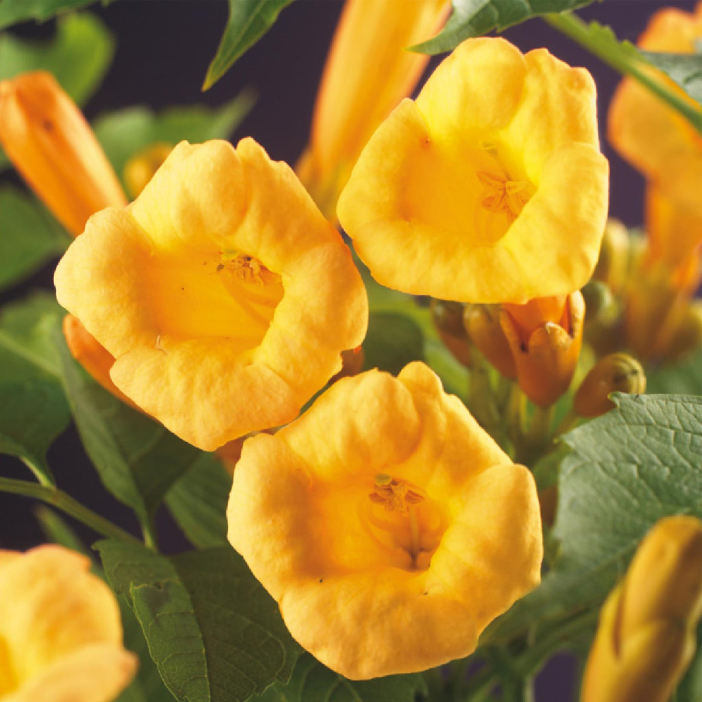 Trompetenblume Campsis radicans ‘Flava’ – 2 Pflanzen – Gelbblühende Kletterpflanze – Schnellwüchsig & pflegeleicht – Ideal für Zaun, Wand & Pergola – Plant