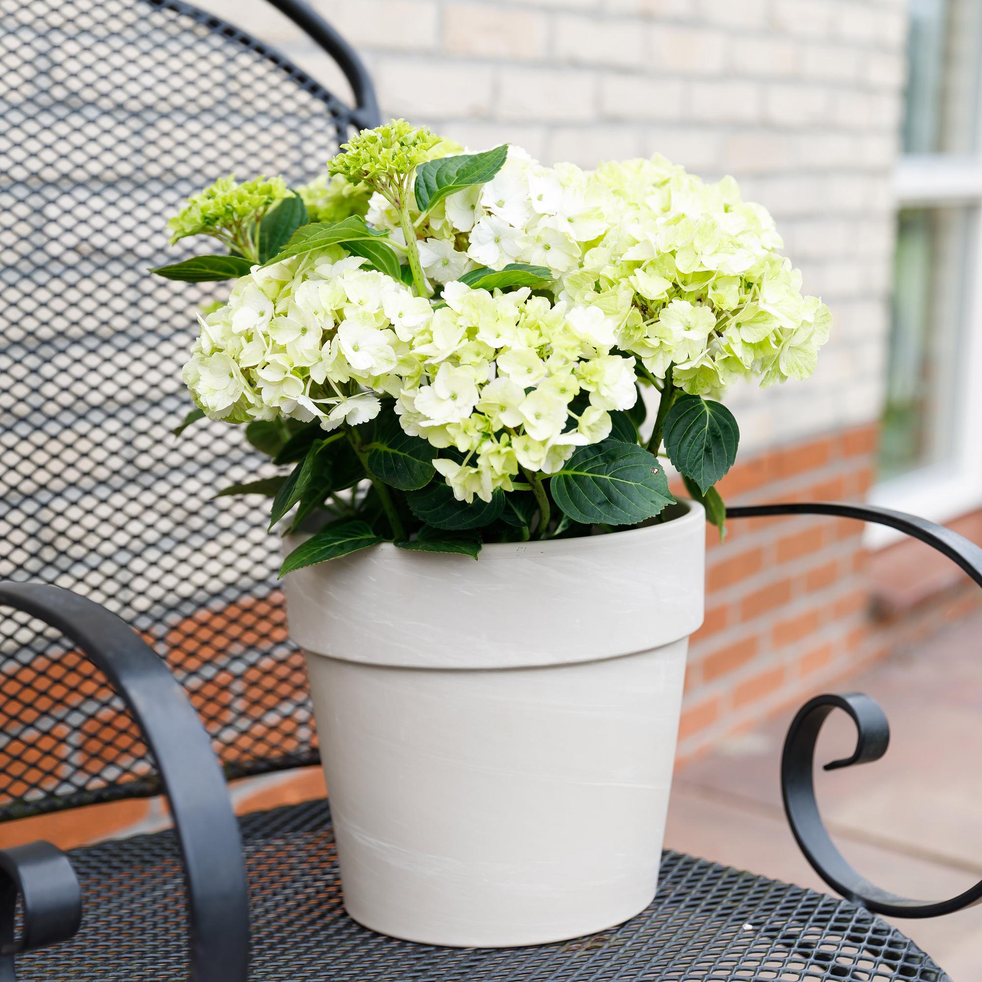 Hortensie Magical Noblesse – Hydrangea macrophylla – Weiß – Balkonpflanze – 23cm Ca. 55cm hoch – 6-10 Blüten – Für Balkon, Terrasse & Beet – Plant