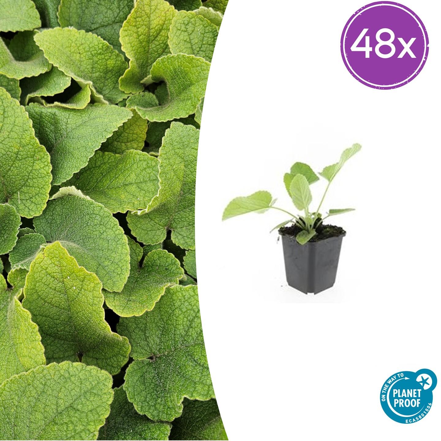 Russel Brandkraut Phlomis russeliana – ↕10-25cm – Ø9cm – Winterhart & Bienenfreundlich – Sommerblüher für Beete & Garten – Plant