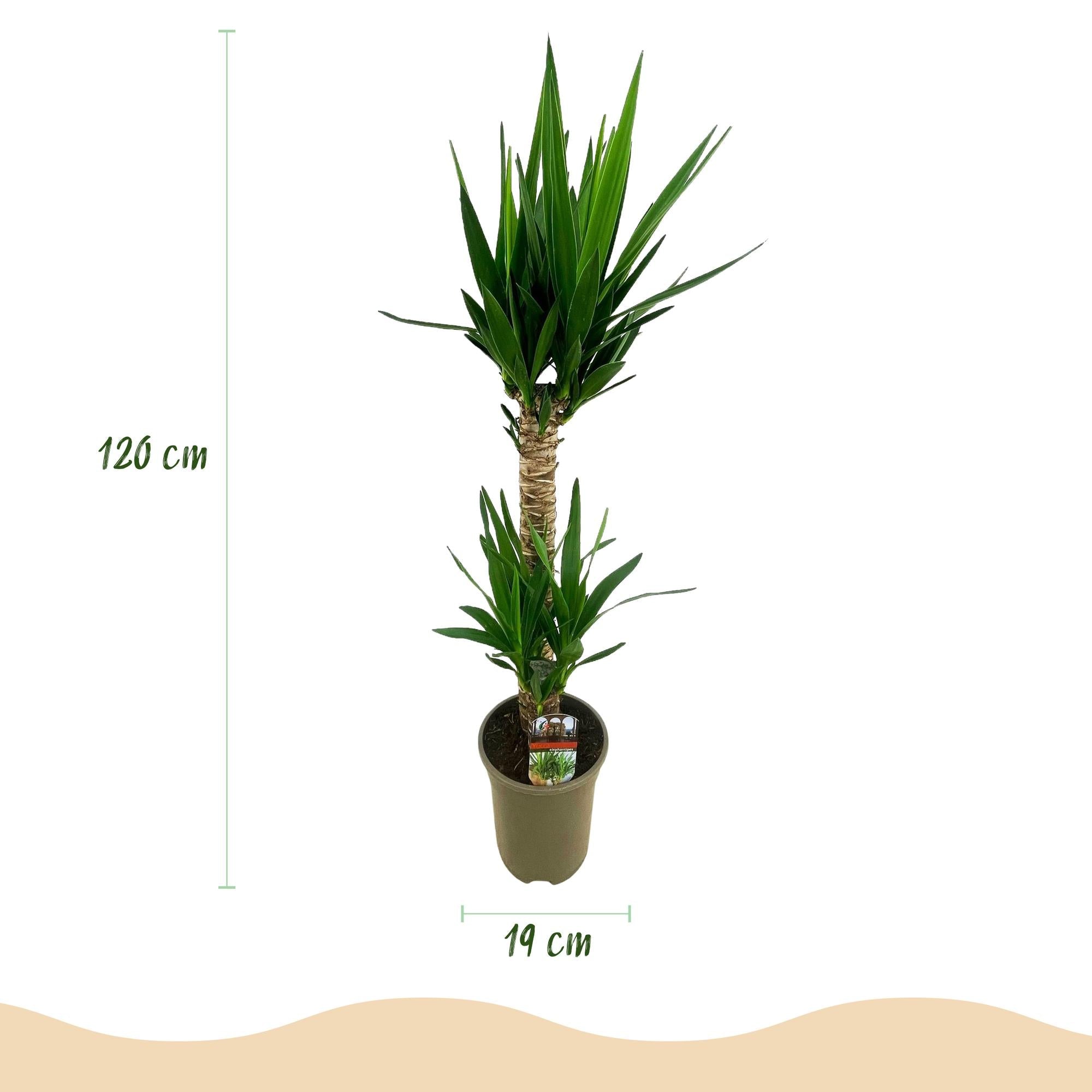 Yucca Elephantipes – 120cm – 19cm – Pflegeleichte Zimmerpflanze mit schmalen Blättern – Robuste Palmlilie für helle & halbschattige Innenräume – Plant