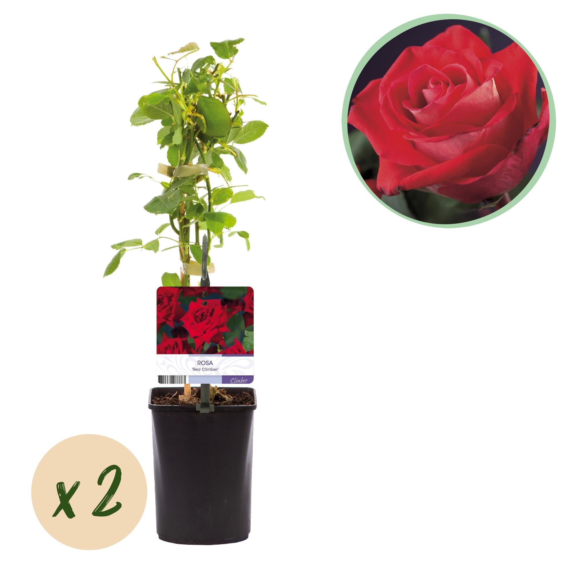 Kletterrose Rosa Red Climber – 2 Pflanzen 11cm – ca. 40cm hoch – Dunkelrote duftende Blüten – pflegeleicht – Ideal für Wände, Zäune & Pergolen – Plant