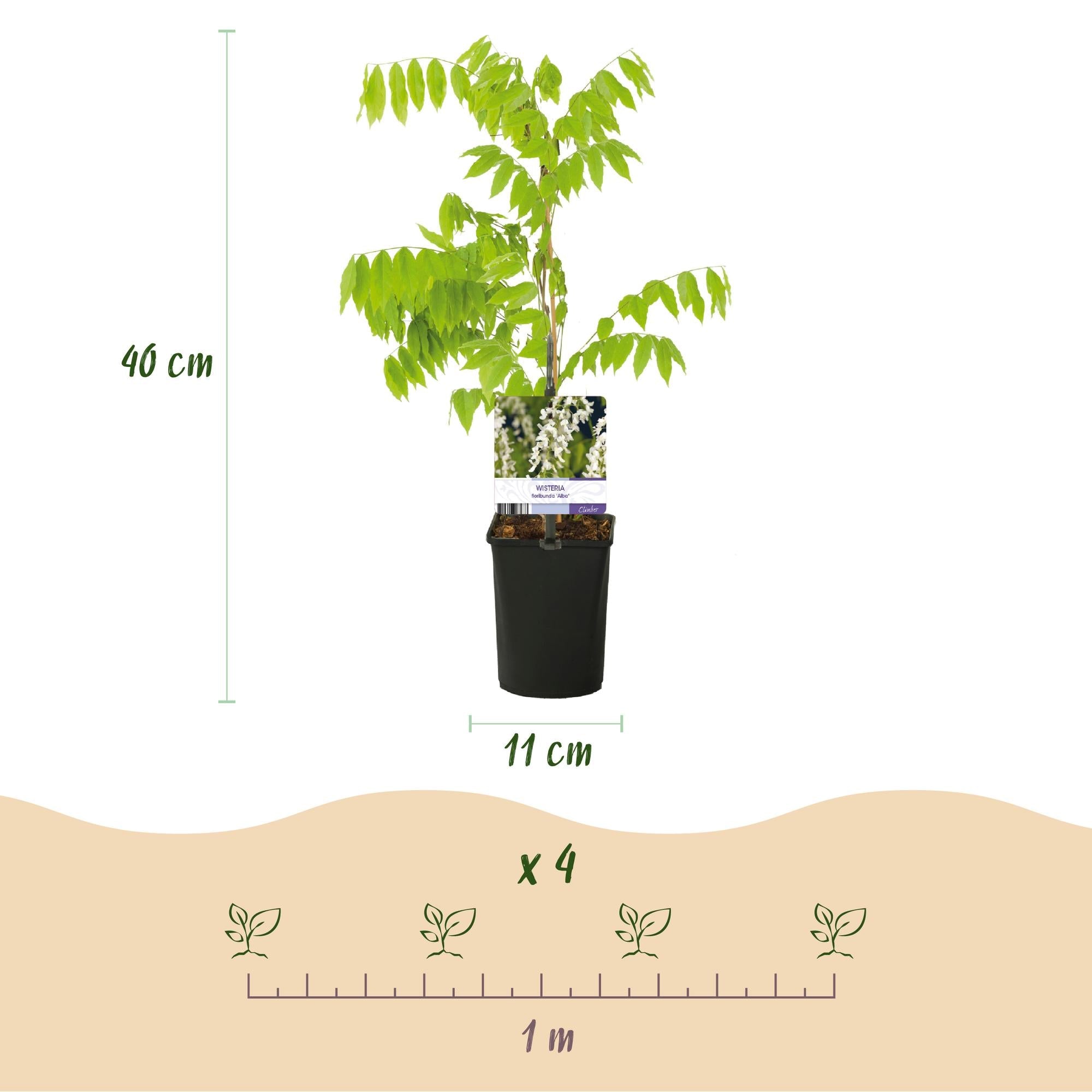 Blauregen Wisteria floribunda Alba – Weiße Blüten – 11cm x H40cm – Duftende Kletterpflanze – Für Pergolen, Zäune & Wände – Plant